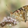 Vanessa cardui