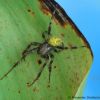 Araneus quadratus