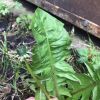 (Taraxacum officinale Wigg.) Кульба́ба ліка́рська