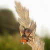 Ectophasia crassipennis / oblonga