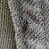 Aedes albopictus