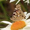 Vanessa cardui (Nymphalidae)