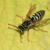 Polistes nimpha (Vespidae)