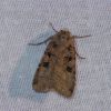 ditrapezium/triangulum?