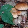 Білий гриб. Boletus edulis