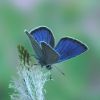 Polyommatus semiargus