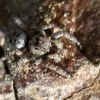 Sitticus sp..