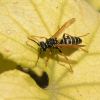 Polistes nimpha (Vespidae)