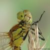 Sympetrum vulgatum