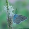 Polyommatus semiargus