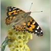 Vanessa cardui