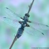 Libellula depressa