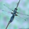 Libellula depressa