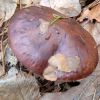 Tricholoma fulvum ? Tricholoma fracticum ? Tricholoma batschii ?