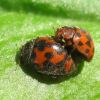 Сонечко люцернове двадцятичотирьохкрапкове (Subcoccinella vigintiquatuorpunctata)