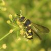 Leucospis (Leucospidae, Hymenoptera)