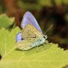 Polyommatus icarus (Lycaenidae)