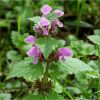 Глуха кропива плямиста. Яснотка пятнистая.  Lamium maculatum