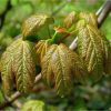 Клен-явір. Клён ложноплатановый. Acer pseudoplatanus