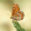 Euphydryas aurinia