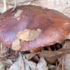 Tricholoma fulvum ? Tricholoma fracticum ? Tricholoma batschii ?