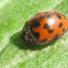 Сонечко люцернове двадцятичотирьохкрапкове (Subcoccinella vigintiquatuorpunctata)