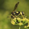 Leucospis (Leucospidae, Hymenoptera)