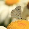 Polyommatus icarus (Lycaenidae)