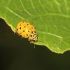 Psyllobora vigintiduopunctata (Coccinellidae)