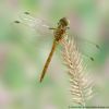 Sympetrum vulgatum