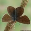 Polyommatus semiargus