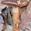 Tricholoma fulvum ? Tricholoma fracticum ? Tricholoma batschii ?