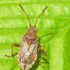 Stictopleurus cf. abutilon