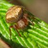 Araneus sturmi / triguttatus