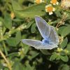 Polyommatus icarus (Lycaenidae)