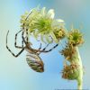 Argiope bruennichi