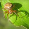 Araneus sturmi / triguttatus