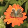 Polyommatus icarus (Lycaenidae)