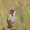 Aves. Emberiza schoeniclus.