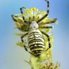 Argiope bruennichi