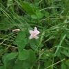 Convolvulus arvensis