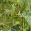 Aristolochia clematitis L. - хвилівник звичайний