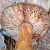 Tricholoma fulvum ? Tricholoma fracticum ? Tricholoma batschii ?