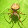 Araneus sturmi / triguttatus