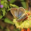 Polyommatus icarus (Lycaenidae)