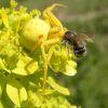 Misumena vatia (Thomisidae)