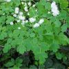 Рутвиця орликолиста. Василисник водосборолистный. Thalictrum aquilegiifolium