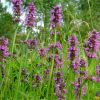 Чистець лікарський. Буквица лекарственная. Stachys officinalis