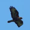 (Buteo buteo Каню́к звича́йний