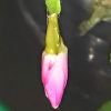Schlumbergera × buckleyi